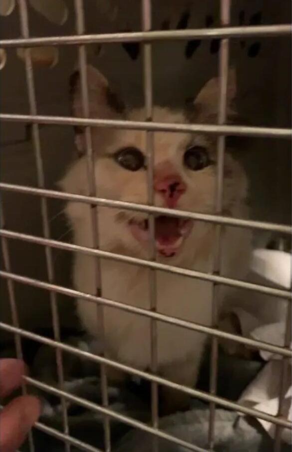 Rescued Cat